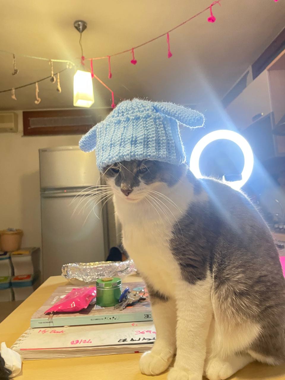 Pet 1