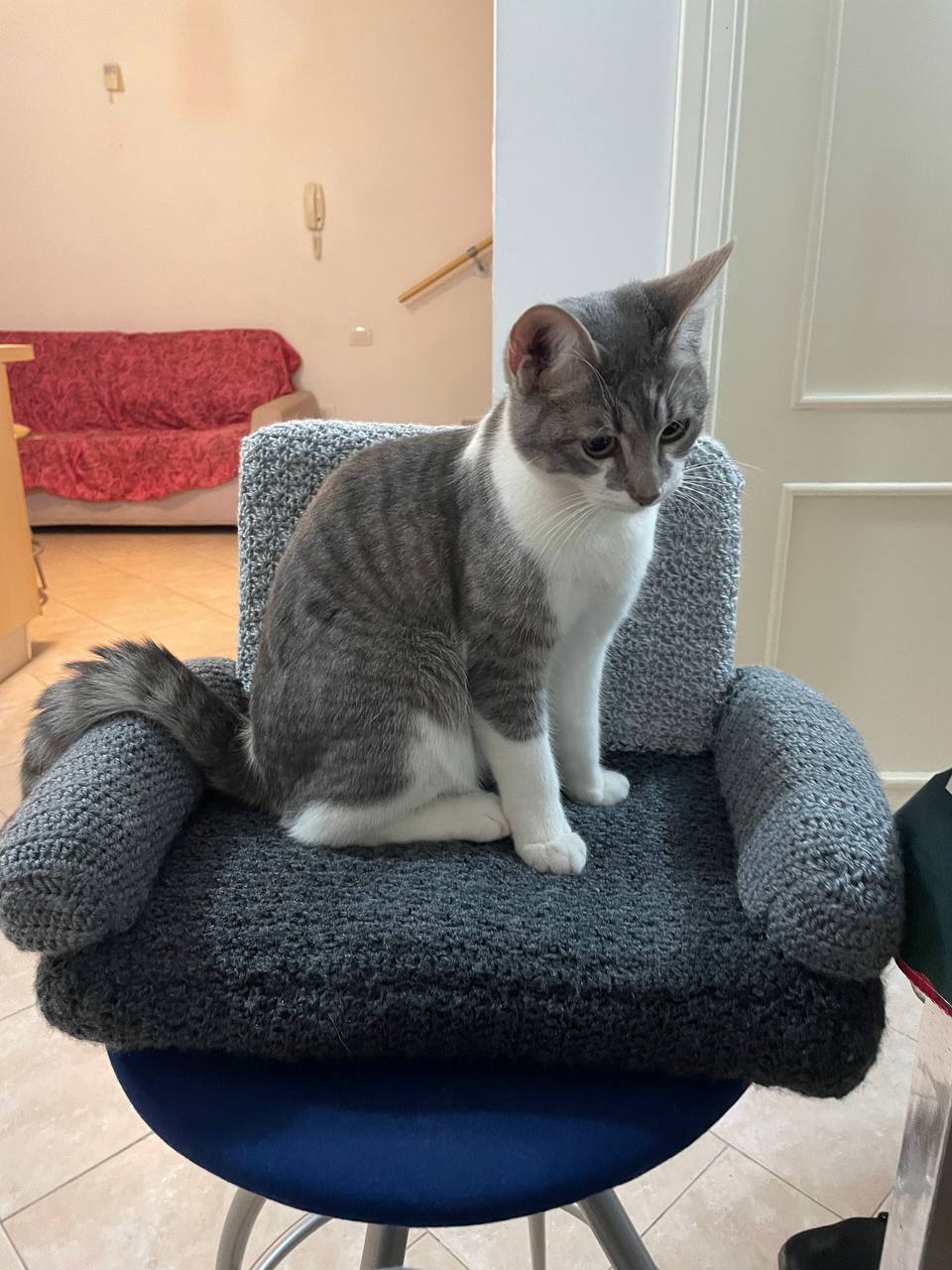 Pet 10