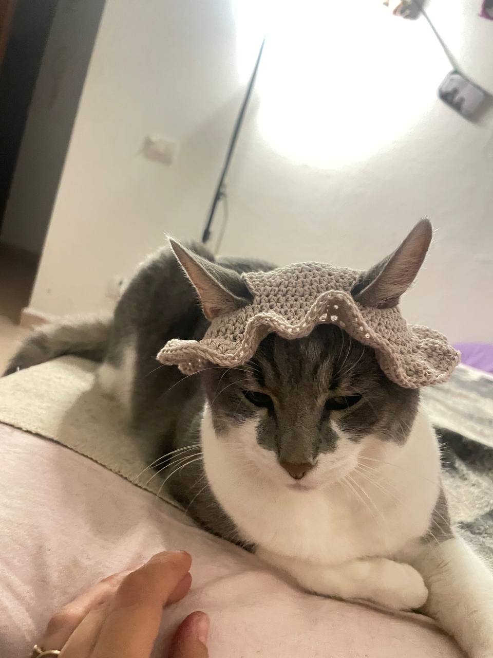 Pet 4