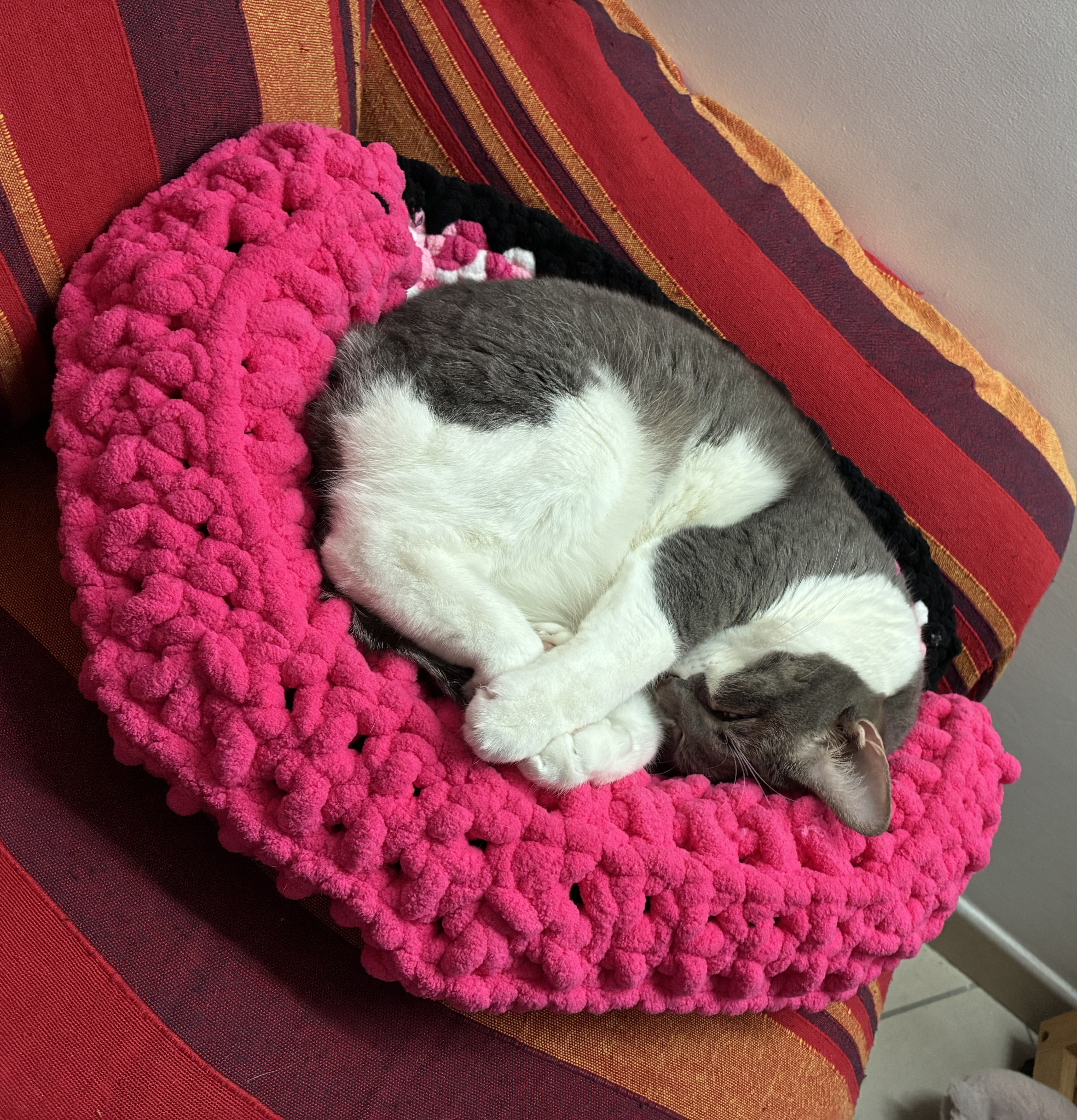Pet 6