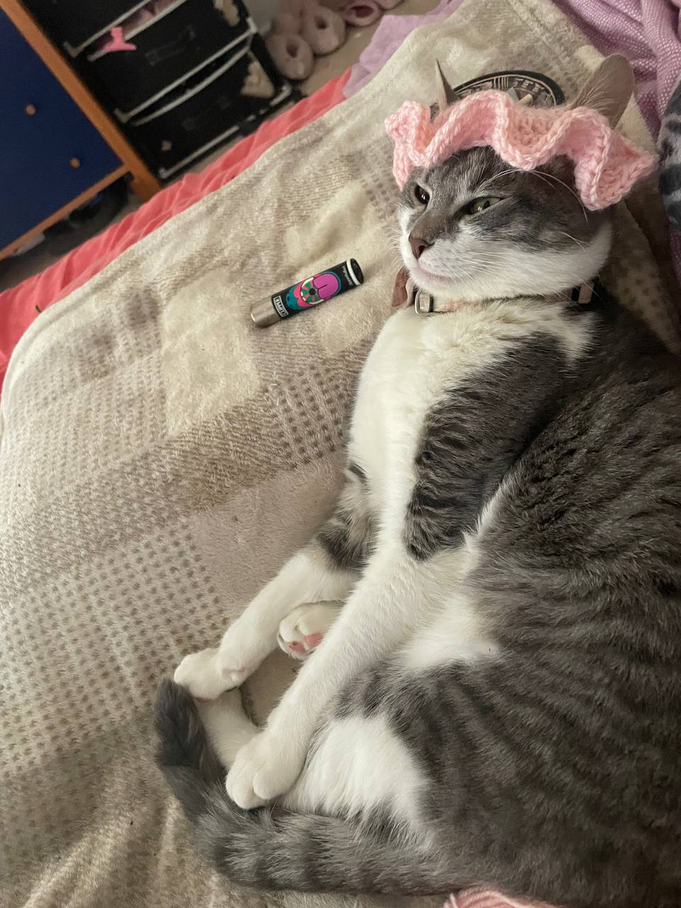 Pet 8